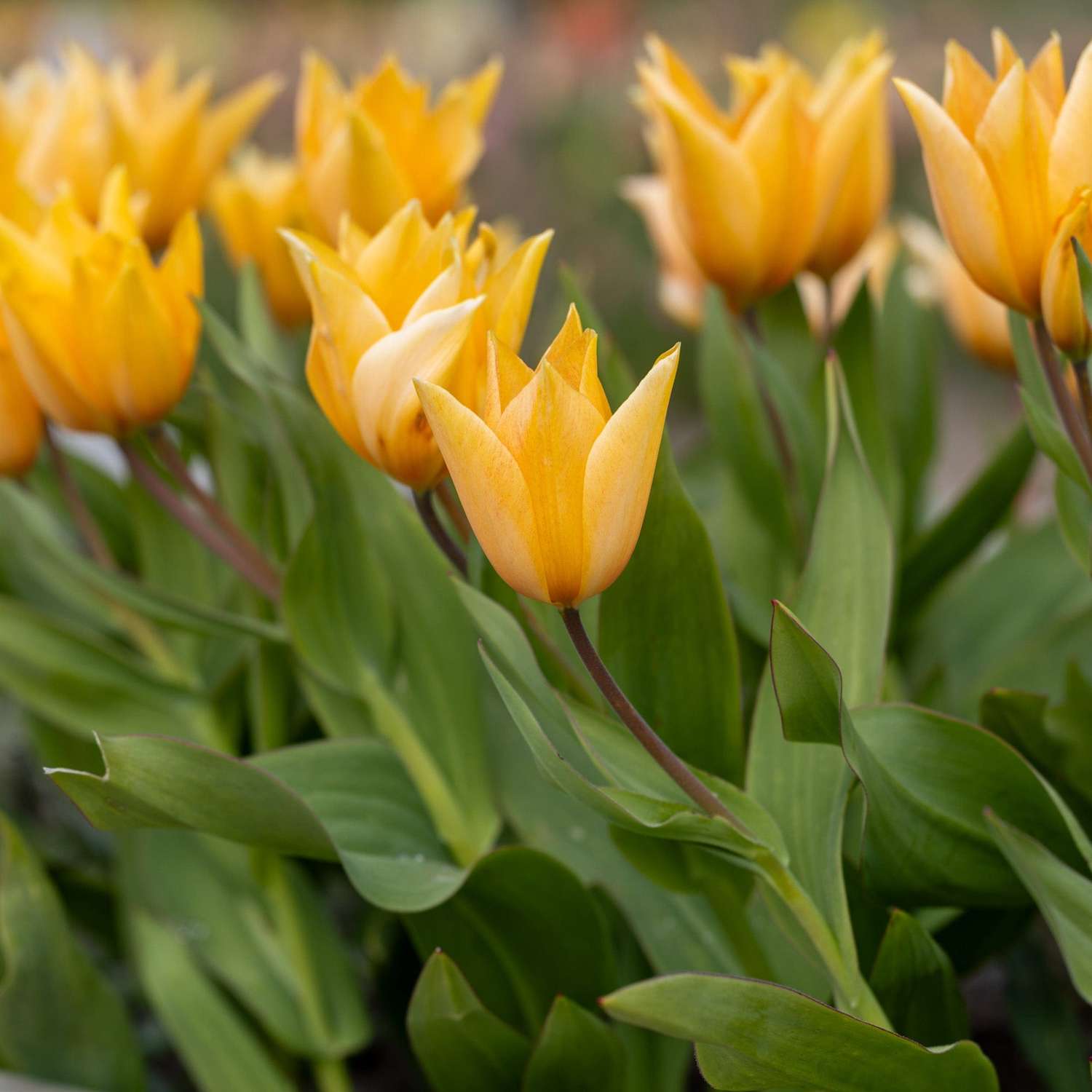 Botaaninen tulppaani 'Praestans Shogun'